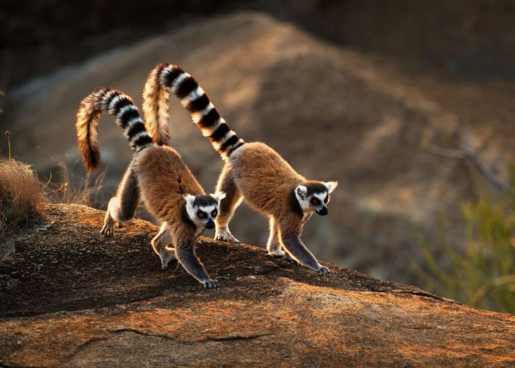 Madagascar - Lémurien Maki Catta